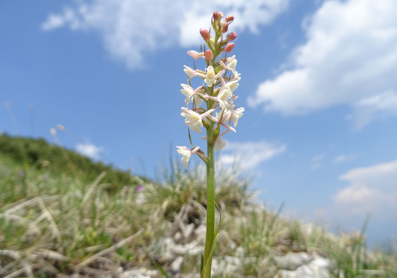 Gymnadenia odoratissima